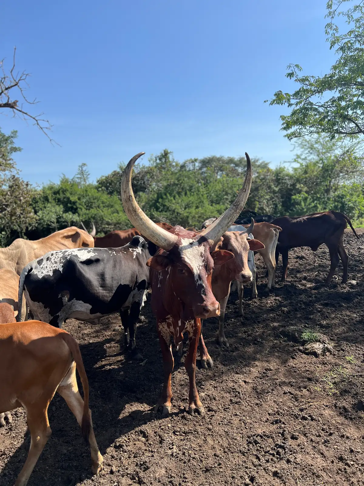 A farm with crops and livestock